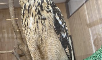 IMG_1779